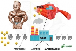 左旋肉碱瘦身原理（左旋肉碱瘦身咖啡）