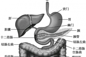 人的消化系统需要定时修养,才能保持正常工作（人的消化系统有哪些器官组成）