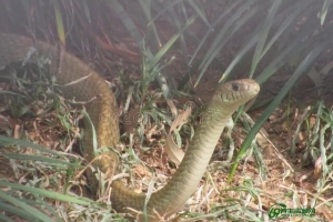 梦见蛇是什么预兆 女性周公解梦（梦见蛇是什么预兆还被咬了）