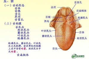 人体最大的细胞是啥_(人体最大的细胞是哪一个)