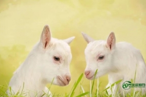 寄生虫感染血常规表现（寄生虫感染的临床表现）