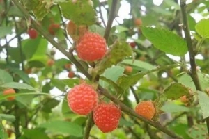 扛板归根的图片（扛板归中医世家）