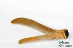 无法勃起(硬不起能治好吗)