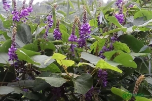 野葛根的功效与作用及禁忌，野葛根的功效与作用图片