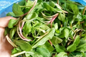 马兰头的功效与作用及食用禁忌（大叶马兰头的功效）