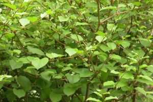 新鲜虎杖的功效与作用（虎杖的功效与作用主要治什么病）