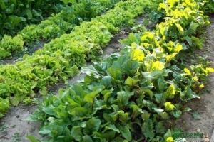 香椿芽的营养价值及功效成分，香椿芽的营养价值及功效