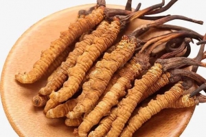 冬虫夏草有什么功效和作用，糖尿病人能吃冬虫夏草有什么功效