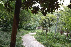 茵陈大枣汤孕妇可以喝吗（茵陈大枣汤的副作用是什么）