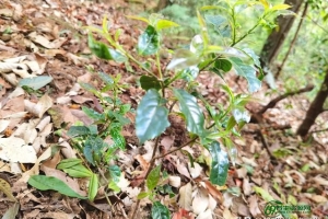 喝红茶的好处和坏处及注意事项（喝红茶的好处和坏处分别是什么_）