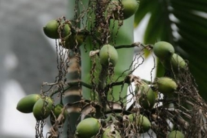 中药槟榔作用（槟榔作用与副作用）