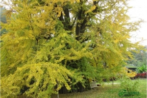 银杏的作用和用法，盐烤银杏的作用